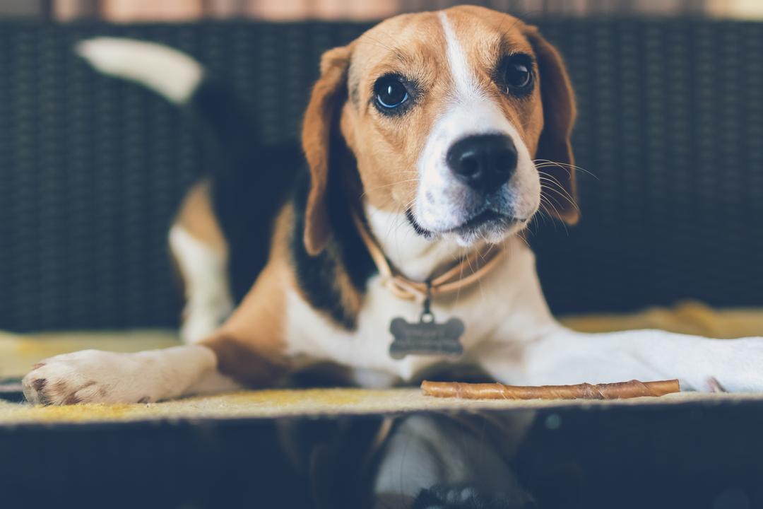 raising Beagles